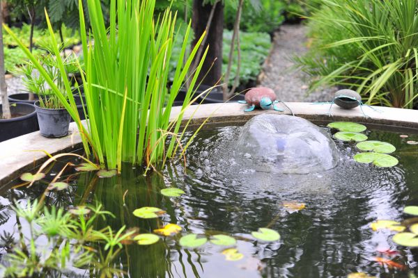 Maintaining Your Fish Pond