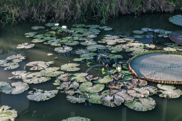 Aquatic Plants