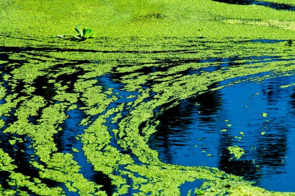 Dealing With Algae Growth