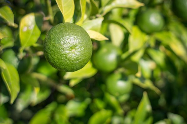 Benefits of Using Garden Lime in Your Garden