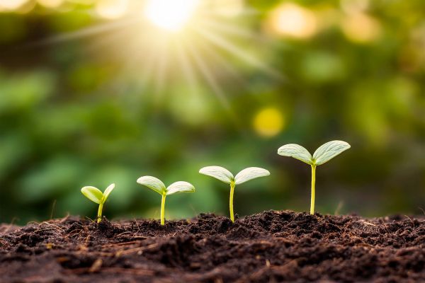 Best Practices for Maintaining Healthy Garden Soil