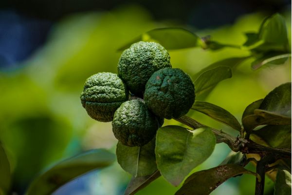 Different Types of Garden Lime