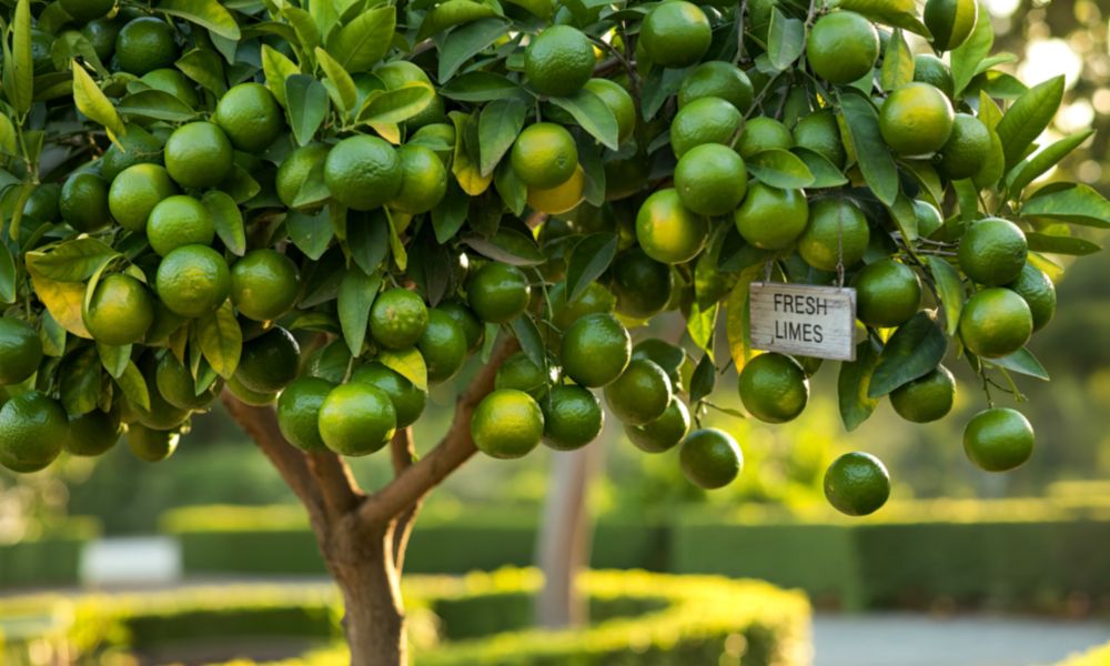 How to Use Garden Lime