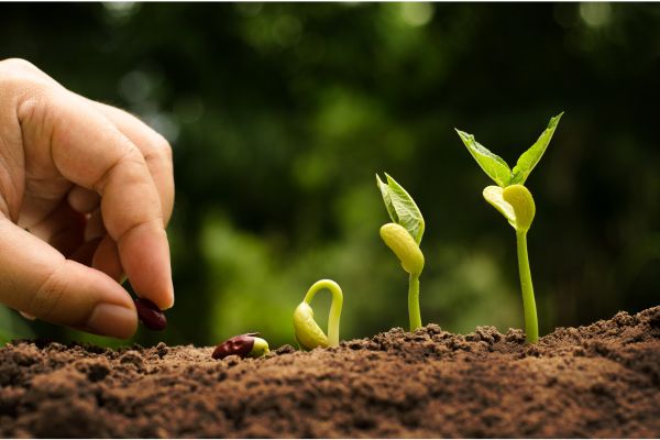 Step-with the aid of-Step Guide on How to Use Garden Lime