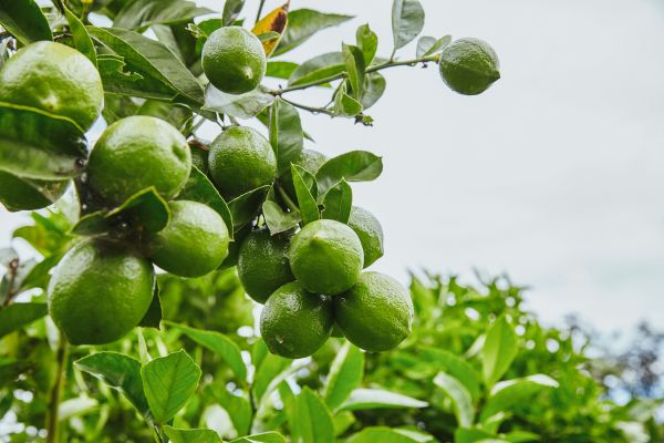 What is Garden Lime and Why It Matters